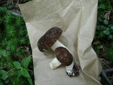 Xanthoconium affine image