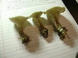 Ampulloclitocybe clavipes image
