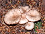 Clitocybe fragrans image