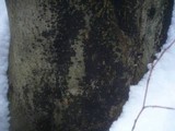 Ascodichaena rugosa image