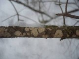 Radulomyces confluens image