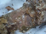 Phlebia radiata image