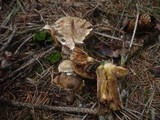 Cortinarius camphoratus image