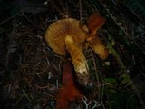 Cortinarius limonius image