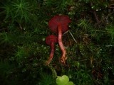 Cortinarius sanguineus image