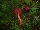 Cortinarius sanguineus image