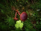 Cortinarius sanguineus image