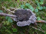 Phellodon niger image