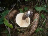 Lactarius picinus image