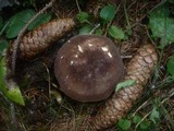 Lactarius picinus image