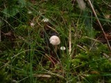 Collybia tuberosa image