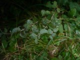 Erysiphe hyperici image