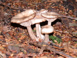 Clitocybe fragrans image