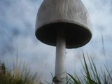 Panaeolus semiovatus image
