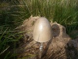 Panaeolus semiovatus image
