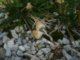 Psilocybe semilanceata image