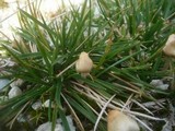 Psilocybe semilanceata image