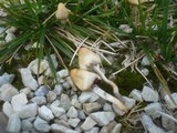 Psilocybe semilanceata image