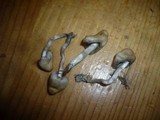 Psilocybe semilanceata image