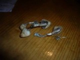 Psilocybe semilanceata image