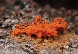 Metatrichia vesparium image