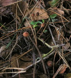 Mycena californiensis image