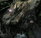 Mycena purpureofusca image