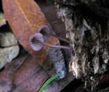 Mycena purpureofusca image
