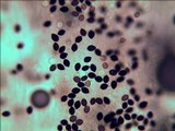 Panaeolus goossensiae image