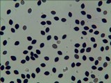 Panaeolus goossensiae image