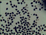 Panaeolus goossensiae image