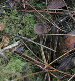 Mycena sanguinolenta image