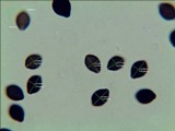 Panaeolus goossensiae image