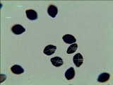 Panaeolus goossensiae image