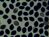 Panaeolus goossensiae image