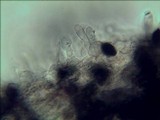 Panaeolus goossensiae image