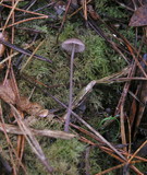 Mycena sanguinolenta image