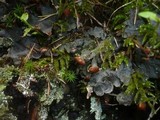 Peltigera horizontalis image