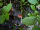 Peltigera horizontalis image
