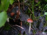 Peltigera horizontalis image