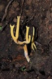 Calocera viscosa image