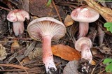 Hygrophorus erubescens image