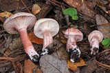 Hygrophorus erubescens image