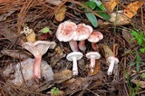 Hygrophorus erubescens image