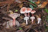 Hygrophorus erubescens image