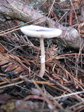 Lepiota atrodisca image