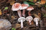 Hygrophorus erubescens image