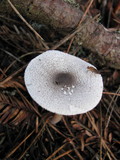 Lepiota atrodisca image