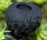Plectania rhytidia image
