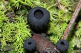 Plectania rhytidia image